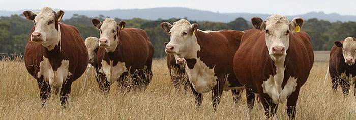 About | Warringa Herefords