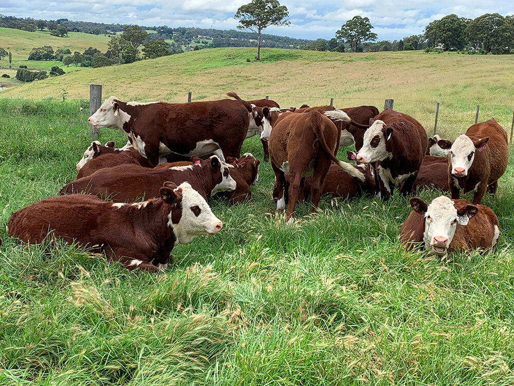 Stock and Land Beef Week Field Day 28 January 2022 Warringa Herefords